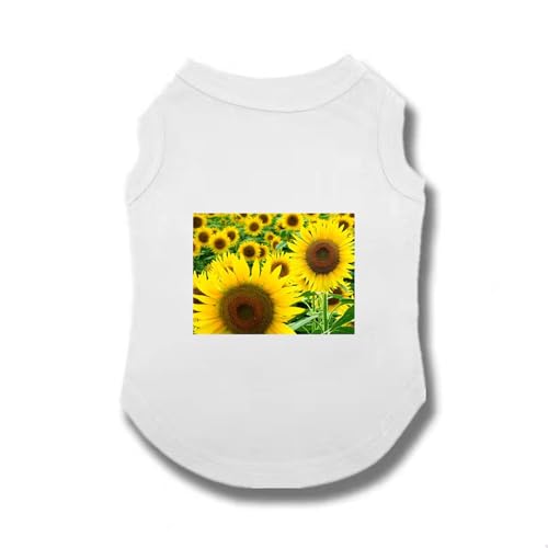 [XANPYO] ybg   t Vc  Ȑ EhlbN  m ^ ^  t _炩 ʋC Lk y ybg іh~  ?Oh t   ƒ S U o Eѕی