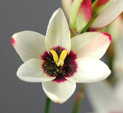 Ritz Farming Imported Veriety Big Size Ixia Flower Bulbs For all Season Gardening In Home And Garden (Mix Color, Pack of 30 Ixia)