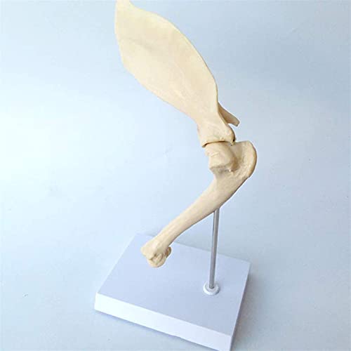 Anatomisches Modell des Tiergelenks - Anatomisches Modell Tier des Gelenks Schulter Hund Anatomisches Modell des Knochens Schulterblatt Hund Medizinische