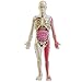 Xweptuy Human Body Model for Kids, Glow in The Dark Realistic Human Anatomy Model, DIY Detachable Body