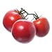 Artificial Tomoato on the Vine
