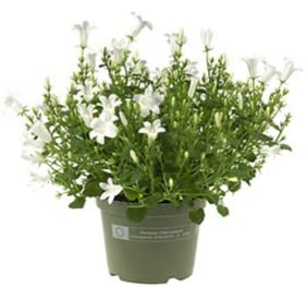 POWERS TO FLOWERS - CAMPANULA BIANCA A FIORE SEMPLICE, pianta vera