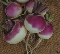 JustSeed - Vegetable - Turnip - Veitches Red Globe - 1500