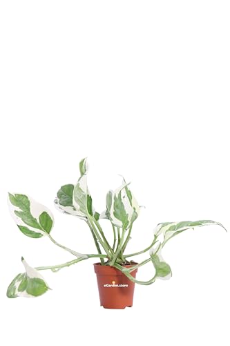 Pianta di Pothos Pianta di Scindapsus pianta da interno pianta ornamentale di Pohos pianta decorativa di Scindapsus pianta di Pothos vera venduta da eGarden.store (Njoy v.5 cm)