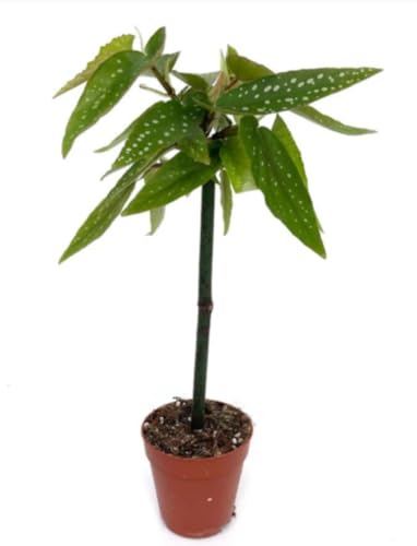 Planta natural Begonia Tamaya, 25-30 cm. Begonia Bambú. Elegante planta de interior con hojas moteadas. Segura Garden.