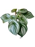 Watermelon Plant, Peperomia argyreia, Live Indoor Plant, Easy to Care and Grow Plant, 4 inch Pot - Hopewind Plants Shop