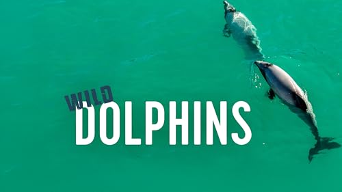 Wild Dolphins
