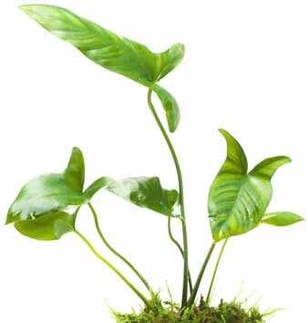 Anubias Gigantea Live Freshwater Aquarium Plant, Large Leaf Rhizome Midground Background Plant (5, Potted)
