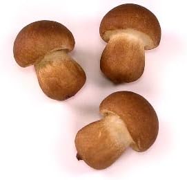 Artificial Button Muchrooms, Bag of 48