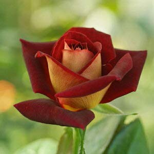 Amazon.co.jp: バラ苗 【ブラックゴールド】 (新苗) ハイブリッド