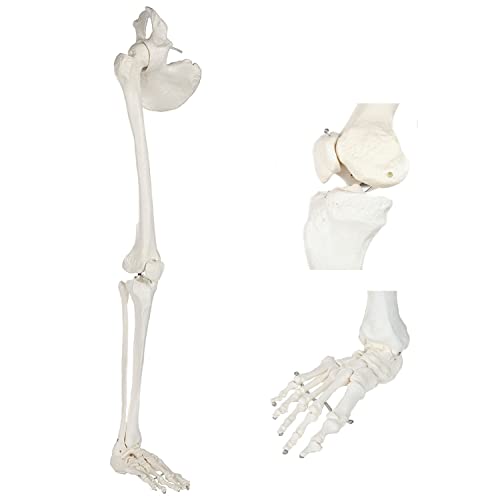Life Size Human Leg Skeleton Model 36" Anatomical Model with All Leg Bones, Removable Hip Joint and Fully Articulated Fo