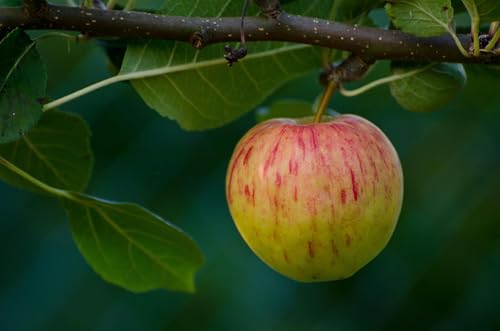 Image of Direct Plants Apple Ellison's Orange Fruit Tree 6ft Tall Supplied in a 12 Litre Pot