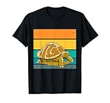 Tartaruga tartaruga rettile ritmo lento pazienza