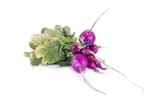 JustSeed - graines de Legumes Radis Malaga Violet 600 Seeds Economy Lot