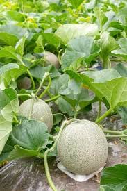 Image of Muskmelon hybrid seeds for planting (5 seeds)