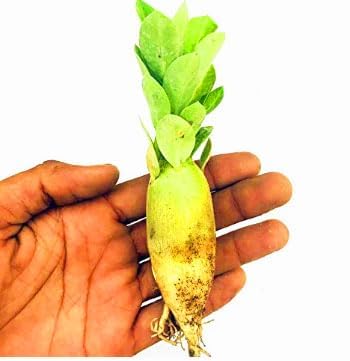 Image of Hybrid adenium live plant mix colour (Pack of 10)