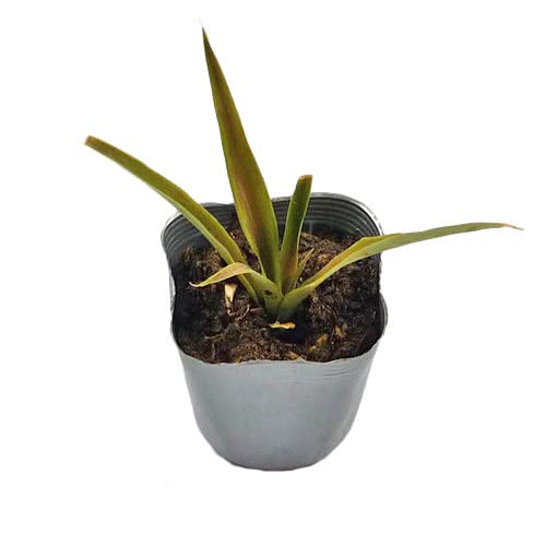 ピーチパイン苗 ポット苗(パイナップル苗)のサムネイル