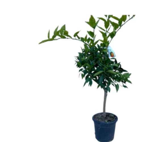 Vivaio Garden Forest Pianta di Clementino Rosso Rubino, Pianta da frutto, Pianta di agrumi, Dolce, Antiocianine, Antiossidante, Fiori bianchi, Profumati, Vaso 24cm, H150cm di 3 anni