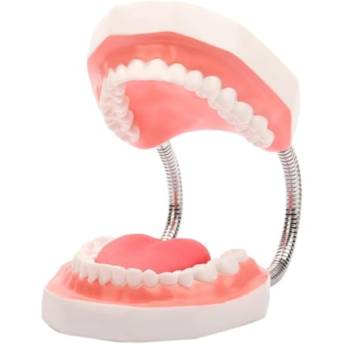 Kwueiitに拡大 子供用歯模型-2回歯磨き模型 歯ブラシは持参しない 歯磨き用特大歯模型