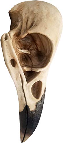 Dwk 15.75-Inch Corvus Faux Taxidermy Raven Skull Bird Of Prophecy Gothic Crow Hanging Wall Sculpture Halloween And Home Decor #TOP4