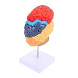 ABOOFAN Menschen Gehirnmodell Anatomisches Lehrmodell Material Für Physiologie Und Anatomieunterricht in Schulen Und Lehrinstitutionen