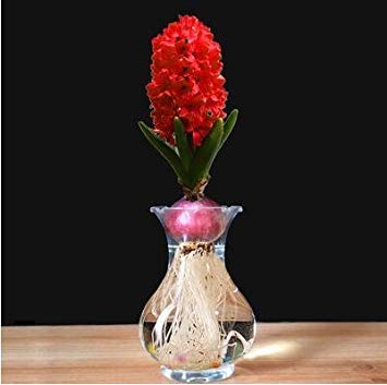 100 Semi Di Fico D'India Opuntia Leptocarpa - Rari, Dolci E Nutrienti Per Giardino - Foto 5