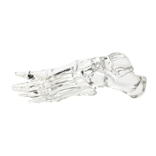 Modèle squelette d'anatomie du pied pour cabinet de kinésithérapie et cours