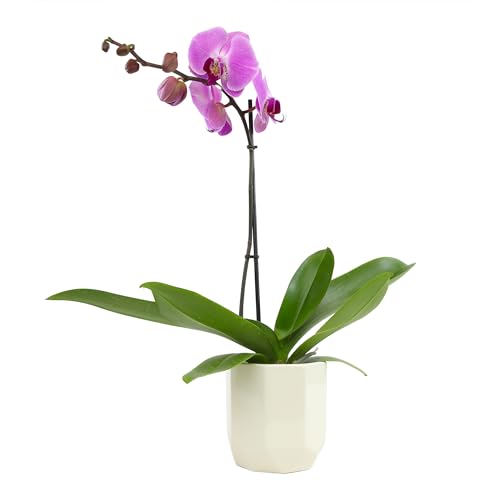 Purple Phalaenopsis Live Orchid Plant Lover Gift & White Orchid Pot, 20-24' Tall, Live Plant Gift, Fresh Orchids Plants Live House Plants, Live Plants Indoor Plants Live Houseplants by Plants for Pets