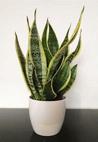 original snake indoor live plant with pot pack of 1-image-42