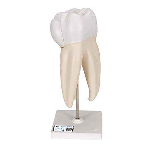 Image of 3B Scientific D10 /5 Upper Triple-Root Molar 3-part - 3B Smart Anatomy