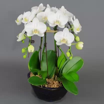 Cloud Farm Exotic Orchid Indoor Live Flower Plant CF_186 (B0B91HD93Z) Amazon Price History, Amazon Price Tracker