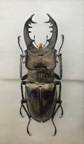 W{ǌ^ kCY~}NK^ W{ M <1110zW{ENK^V>