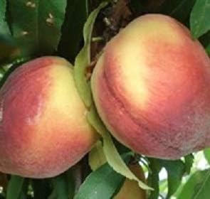 Belle of Georgia Peach Tree - A Gift that Keeps Giving - Self Pollinating Live Fruit Plant Shipped 2 to 3 Feet Tall by DAS Farms