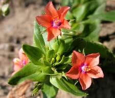 Pimpernel Scarlet Anagallis Monelli - 1000 Bulk UMR Seeds