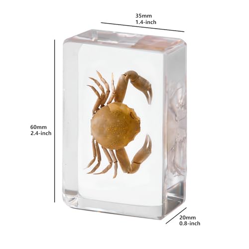 Image of Taxidermy Fish 8pcs, Real Oceans Animals Fish Specimens in Resin Preserved, Clear for Closer-Look & Study, Science Educational Classroom Specimen for Home Office Decor Ornament Gift (2.4x1.4x0.8-inch)