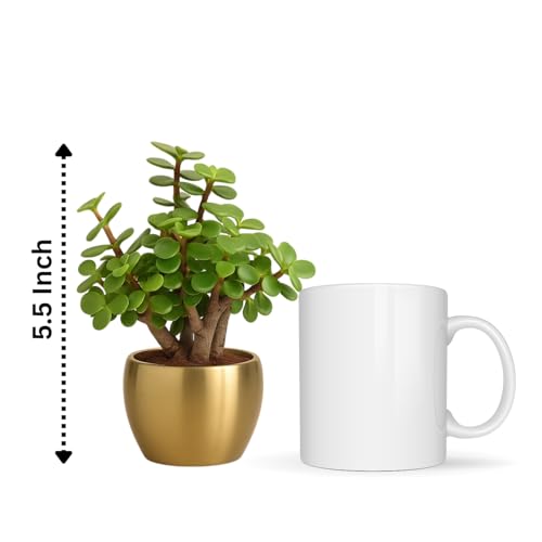 Image of Half Engineer Jade Plant In Gold Tone Metal Pot 3 X 3 Inch Pot Included with Rakhi |Rakshabandhan Gift For Brother Bro Bhai (Rakhi Gift Set 2)