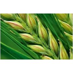RL24 leovet - 5-Sterne Striegel | Mähnenspray für Pferde | Schweifspray für Glanz & leichte Kämmbarkeit | stoppt Juckreiz & trockene Haut | Schutz vor Schmutz | 2 x 550 ml Sprühflasche (2er Set)