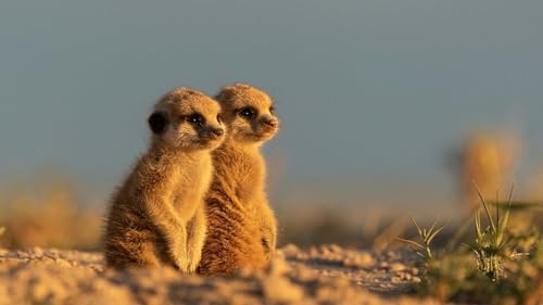 Dynasties (BD/4K UHD) [Blu-ray]