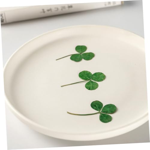Hojas de trébol secas prensadas naturales 24 piezas miniatura 4