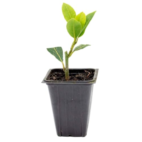 1 Bay Laurel (Laurus nobilis) Aromatic Edible Evergreen Tree or Shrub for Hedges & Culinary Use | 3.5 Nursery Cubes Ready-to-Plant Live Starter Plants