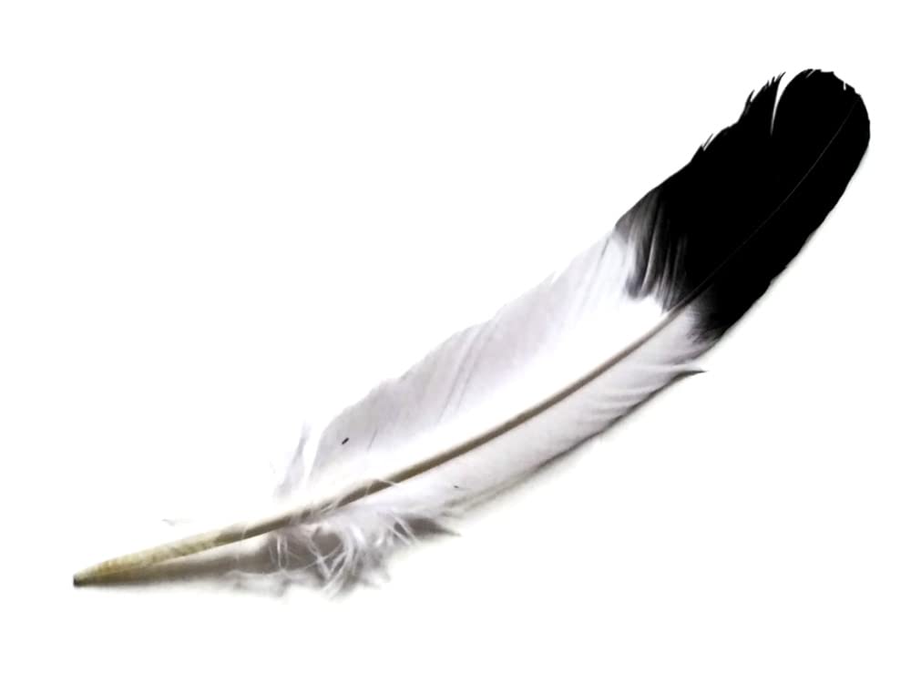 12 Pieces - Black Tipped "Imitation Eagle" Turkey Tom Rounds Secondary Wing Quill Feathers Craft Supply | Moonlight Feather