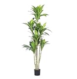 OXOAMP