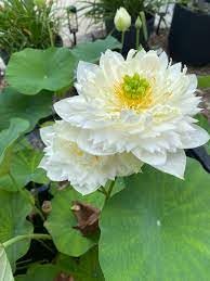 Image of ZXXYANBI All Time Beautiful Big Hybrid (Snow White) Lotus Tuber, Root Flower Plant, Tree Granted Blooming 30 Days, Mild, sweet fragrance Flower, 1 Healthy Fresh Tuber For Home Garden