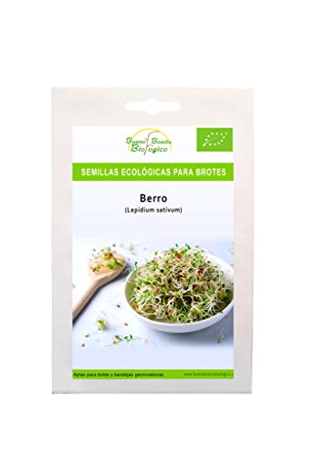 Semillas Bio para germinar brotes y micro green Bueno Bonito Biológico - 80G BERRO - Semillas para brotes y germinados Bio - Cultiva germinados frescos para comer