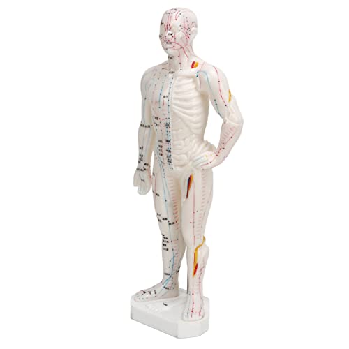 Modelo de acupuntura de cuerpo humano, modelo de puntos meridianos, modelo de acupuntura profesional para educación científica, modelo de cuerpo de PVC portátil de 10.2 pulgadas, fácil de llevar,