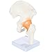 Axis Scientific Life Size Human Hip Bone Anatomy Pelvis Model with Flexible Ligaments and Bony Landmarks – Realistic Design, Includes Base and Product Manual
