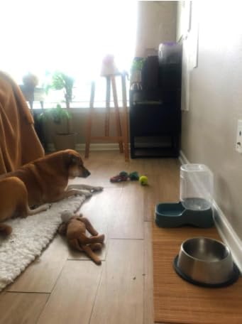 Miniatura 7 de Mantel individual para mesa de comedor, 2 piezas, resistente al calor, resistente a las manchas, antideslizante, lavable, de bambú, mantel