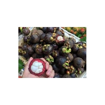 Fresh Mangosteen