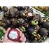 Fresh Mangosteen