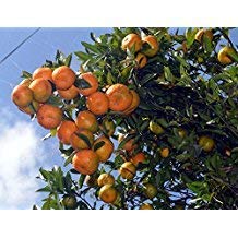 Creative Farmer Live Fruit Plant Orange World Famous Darjeeling Orange Plant - Mandarins Plant (1 Healthy Live Plant) (B07NKF8RZ4) Amazon Price History, Amazon Price Tracker